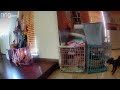 Clever Dog Figures Out How to Open Crates to Let His Mates Out | Ring TV