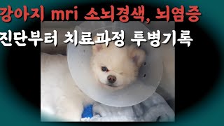 강아지 mri 소뇌경색, 뇌염증 진단부터 치료과정 투병기록!