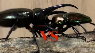 スマトラアトラスオオカブトVSニジイロクワガタ