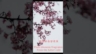 Plum blossom fragrance from the bitter cold