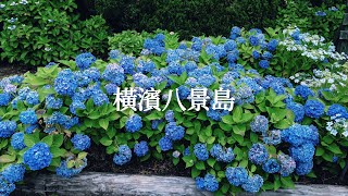 八景島シーパラダイスあじさい祭り🌷色とりどり2万株が咲き誇る！台湾グルメ揃い？🧐ふわふわハワイアンパンケーキ、シーボート体験、シートレインに乗ってみた｜日本VLOG