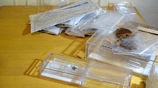 [ ant farm ]ネットで女王アリと飼育ケースを買ってみた 【ありんこすぽっと】