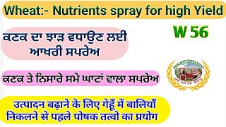 Nutrients Spray for Wheat Higher Yield (ਕਣਕ ਨਿਸਾਰੇ ਸਮੇਂ ਘਾਟਾਂ ਵਾਲੀ ਸਪਰੇਅ) Shergill Markhai