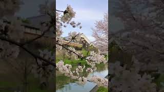 🌸 #京都 #桜 #穴場 #伏見 #japan #shorts