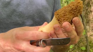Our thoughts on picking morels #growyourownfood #foraging #wildfood #offgridlivi