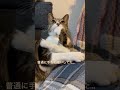 猫じゃらしを毛繕いしてるかと動画撮ってみたら… shorts cat 猫 猫動画 ねこのいる生活