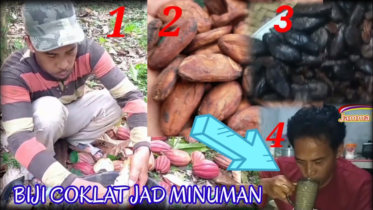 Proses Membuat Minuman Segar Dari Biji Coklat - YouTube