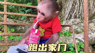 小猴子偷偷跑出去买零食，简直太可爱了 #萌宠#动物#猴子成精