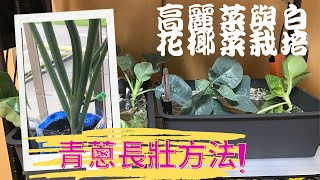 《屋內種菜》水耕高麗菜\u0026白花椰菜最新進度，用保特瓶種青蔥也可以讓它長的又大又壯