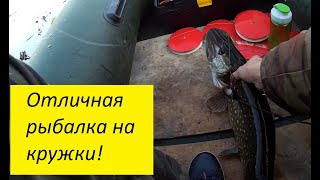 Отличная рыбалка на кружки! Ржевка! Славский район Калининградская область \