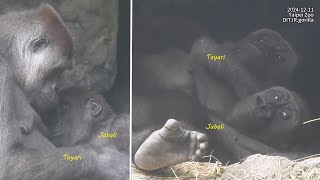 Gorilla D'jeeco family 午睡。Tayari抱兒子睡。下壕溝 / Jabali Ringo 倆個洞穴跑來跑去。追逐。喝奶。嘟嘴。盪 2024-12-11 12:15-14:10