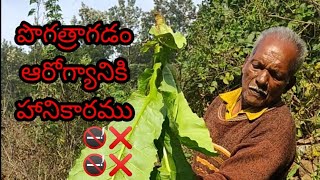 మా గిరిజన ప్రాంతంలో పొగాకు తయారీ విధానము#Howto make a Tobacco#