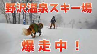 今年も野沢温泉スキー場を犬と一緒に滑ってみた♪