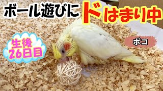 #071 ボール遊びに熱中！生後１ヶ月・オカメインコのヒナの遊び