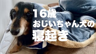 【16歳ダックス】寝起きはこんなもん