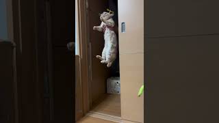 [空飛ぶ猫]タケコプターで空飛ぶ猫flying cat. Flying cat with Takecopter