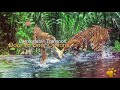 royal sundarban tourism intro