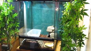 Jungle Carpet Python Habitat Building