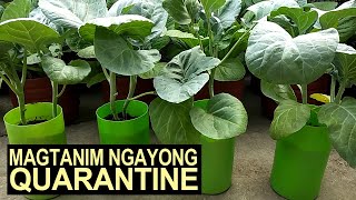 Magtanim Ngayong Quarantine I Grow Your Own Food During Quarantine