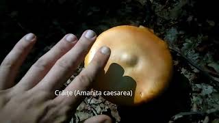 La cules de ciuperci - hribi (Boletus edulis), crăițe (Amanita Caesarea) și Meripilus giganteus.