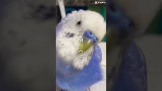 晒してみた！最後やらかしごめん🙇‍♀️笑#parakeet #ペット #セキセイインコ #birds #インコ #shorts #コザクラインコ#オカメインコ#omg