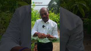 என்னது மாடித்தோட்டத்தில் மங்குஸ்தான் பழமா?? | Terrace gardening the Flavors of Mangoostan 🌴🍹