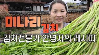 미나리김치 질기지 않고 연하고 부드럽고 향긋해서 너무 맛있어요 김치전문가안명자의 레시피로 쉽게 만들수 있어요