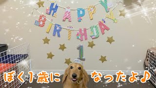 【愛犬】初めての誕生日【ミニチュアダックスフンド】