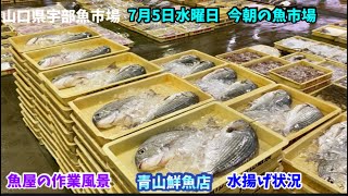 【魚市朝競り】【水揚げ状況】【魚屋の作業風景】【コメント】今朝の魚市場7月5日水曜日の水揚げ状況