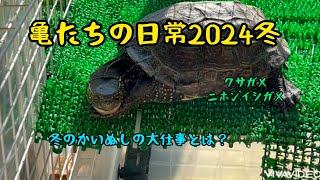 毎朝の大仕事/食事/水換え待機中の様子/えにし🍀のルーティン#クサガメ#ニホンイシガメ