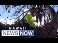 Rising from the ashes: Lahaina’s beloved banyan tree sprouts new life