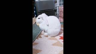 うさぎのフーちゃん🐰ストーブ大好き(笑)etc☺