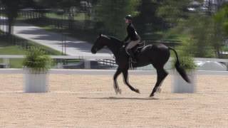 Video of KSAR D'ELVAS ridden by JULIA BROWN from ShowNet!