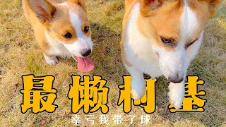 🥰萌宠vlog🐶🐱同样都是柯基，为啥我家这只小短腿懒得出奇呢？【胖胖家的猫】