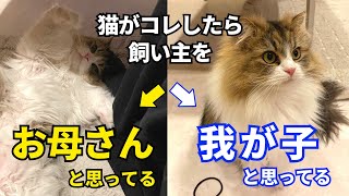 あなたと猫の関係は？飼い主をお母さんと思う猫と我が子と思う猫がとる行動の違いをそれぞれ解説します【サイベリアン】