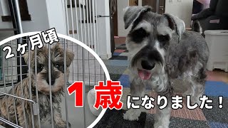 無事に１歳を迎えた愛犬モカ たくさん思い出を作りました