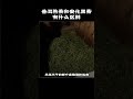 普洱熟茶和安化黑茶区别是什么？普洱茶和黑茶的区别是？黑茶跟普洱茶区别是什么？普洱茶与黑茶有何区别？wechat: zcj049#普洱茶#茶知识#茶