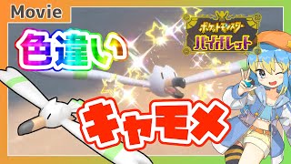 【ポケモンSV】色違いキャモメ、ゲットだぜ！ ～ 輝羅星そらの の いろぽけちゃんねる!【No.278 キャモメ / Shiny Wingull】