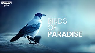 Birds of Paradise - Piano Instrumental, Sad, Emotional Music, Relaxing Sound, Chill, Stress Relief