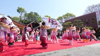 teamIZUMO　第二回よさこいご縁まつり　2024年4月14日　出雲大社相模分祠