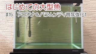 はじめての大型魚　#15 アロワナ＆バラムンディ育成強化１