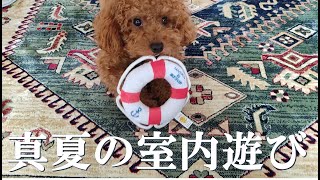 真夏の暑い日の室内遊び、室内で遊ぶ犬の姿が可愛い。【トイプードルの子犬】