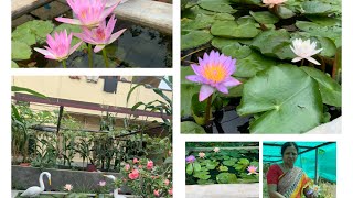 చిన్ననాటి అందమైన కొలను మన తోట లో/ beautiful water Lillies pond/repotting, cleaning