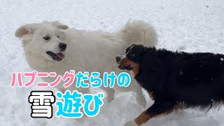 【多頭飼いの日常】はしゃぐ気持ちを抑えきれずに雪遊びにいった結果【Bernese Mountain Dog】【Great Pyrenees】