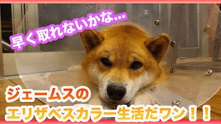 早く取りたい...エリザベスカラー生活に密着だワン！！嵐山の柴犬ジェームス！～Shiba inu james by kyoto～