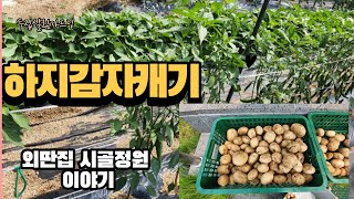 하지 감자 캐는 날입니다. 시골 먹거리이야기.시골정원야생화 감상하세요