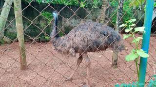 Emu | എമു