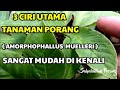 Ciri Ciri Tanaman Porang (Amorphophallus Muelleri)