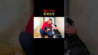 雪の下の子犬たち...母犬の愛が導いた救助物語 💝