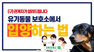 (구)보호소 담당수의사가 말해주는 유기동물 입양과 절차 [수의사가 정해드림] | 동물의사 Animal Doctor